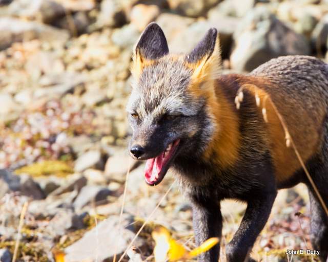 Kit Fox