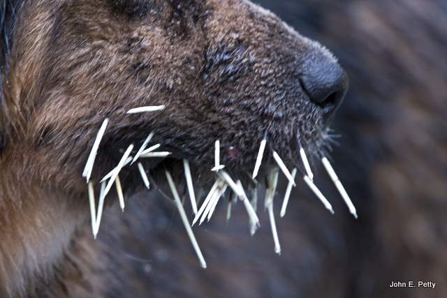 Painful Encounter with Porcupine
