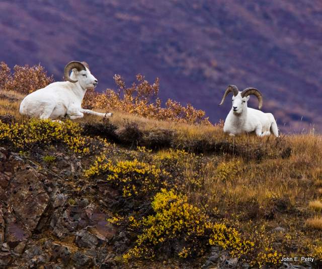 Dall Sheep Rams