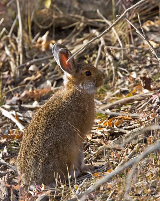 Snowshoe Hare