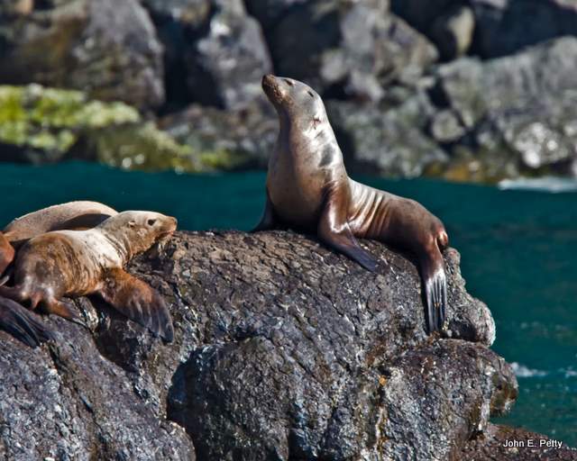 Steller Sea Lions