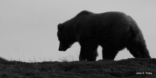 Brown Bear