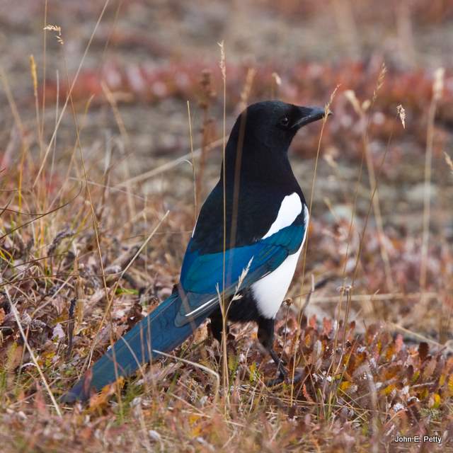 Black-billed Magpie