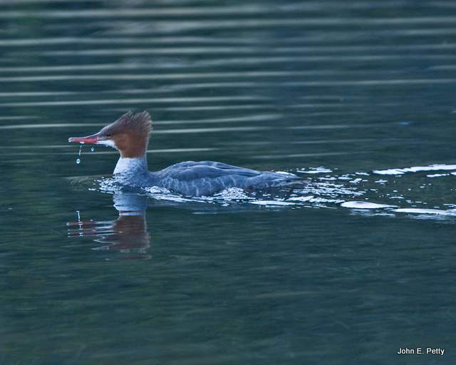 Common Merganser