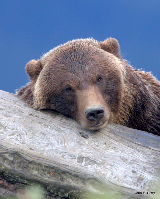 Sleepy bear