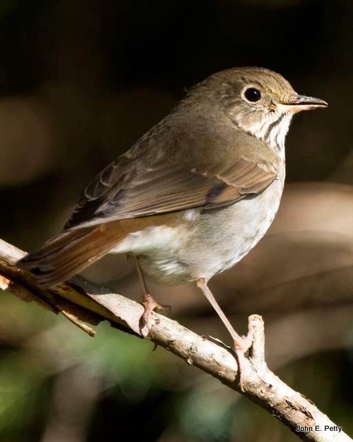 Arctic Warbler