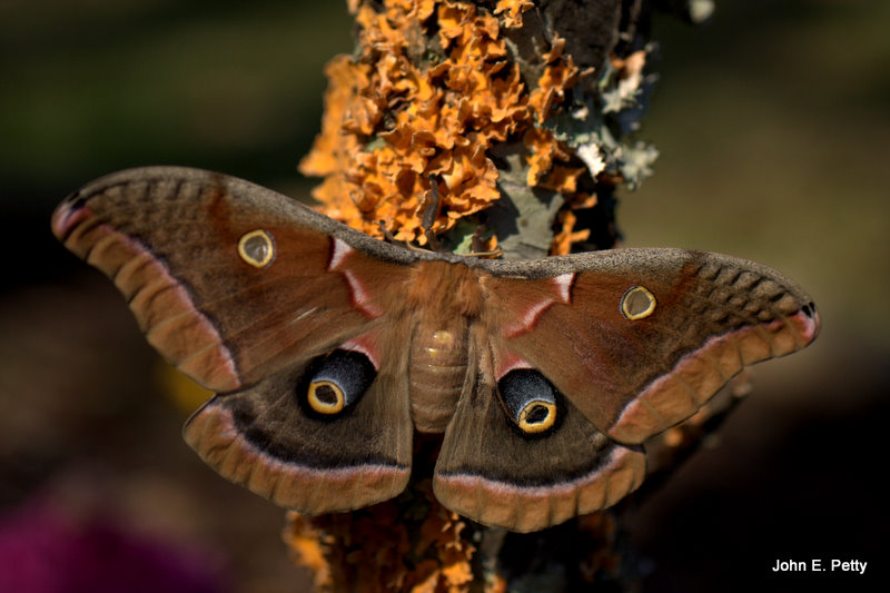 Polyphemus Moth