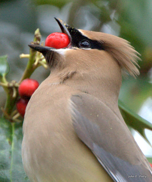 Cedar Waxwing