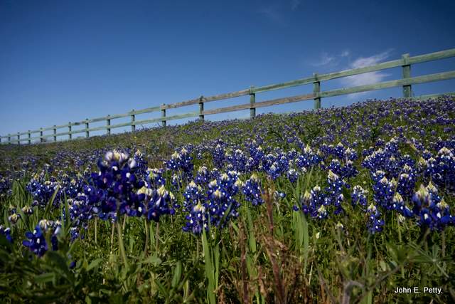 Bluebonnets100328_8237.jpg