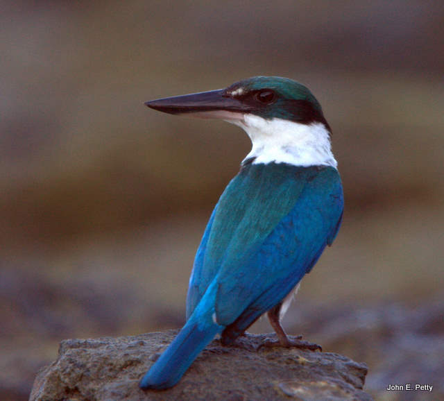 Kingfisher