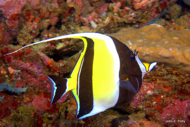 Moorish Idol IMG_0642.jpg