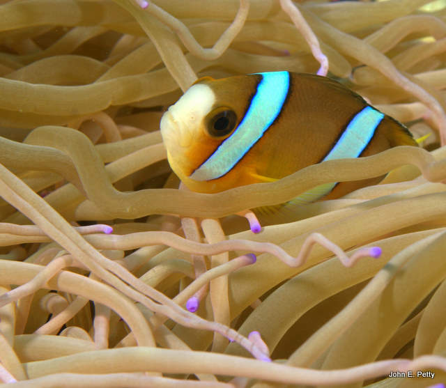 Clown Anenomefish IMG_0763.jpg