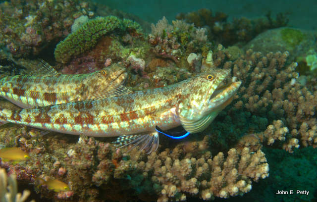 Lizardfish IMG_0836.jpg