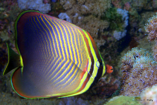 Eastern Triangular Butterflyfish