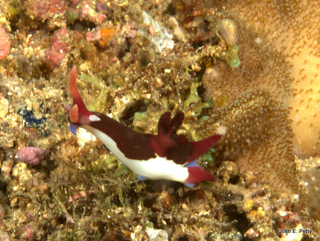 Nudibranch Nembrotha chamberlaini IMG_1127.jpg