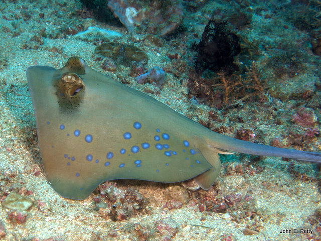 Blue-spotted Stingray IMG_1134.jpg