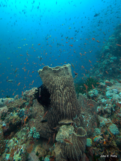 Barrel sponge and Orange Anthias IMG_1494.jpg