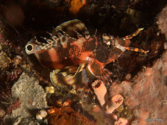 Twin Spot Lionfish IMG_1574.jpg