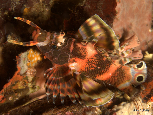 Twin Spot Lionfish IMG_1574.jpg
