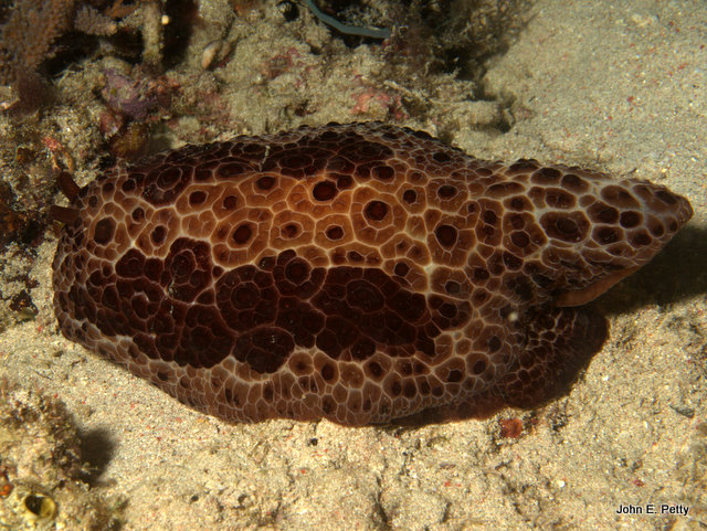 Nudibranch (Pleurobranchus grandis) IMG_1598.jpg