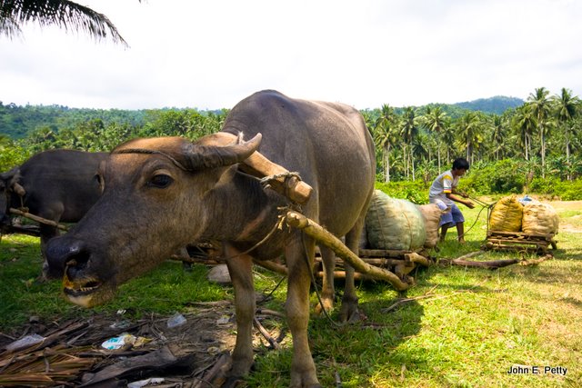 Buffalo with coconutsIMG_3851.jpg