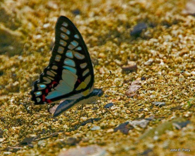 BW butterflyIMG_3919.jpg