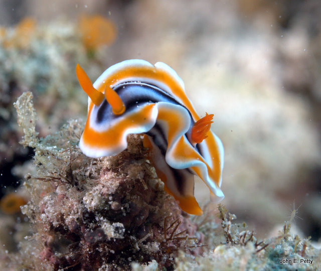 Nudibranch - Chromodoris elisabethina  (IMG_2070.jpg
