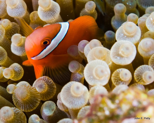 Orange ClownfishIMG_1876.jpg