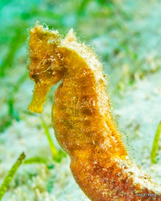 Sea HorseIMG_2030.jpg