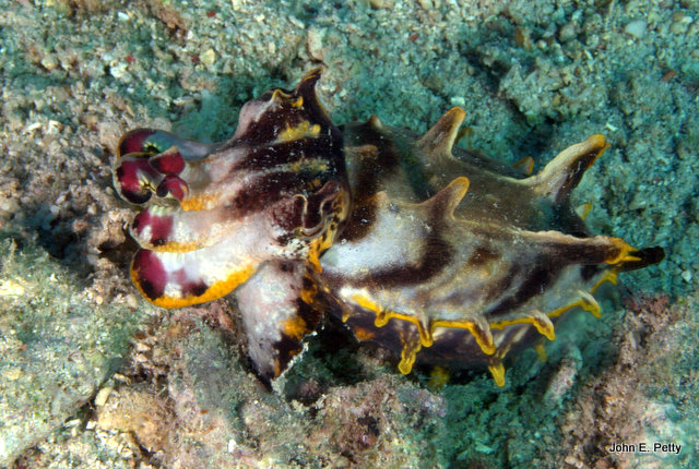 Flambouyant CuddlefishIMG_2105.jpg