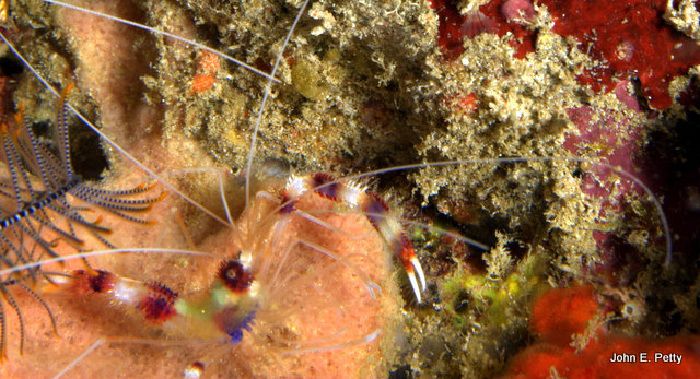 Banded Shrimp IMG_2944.jpg