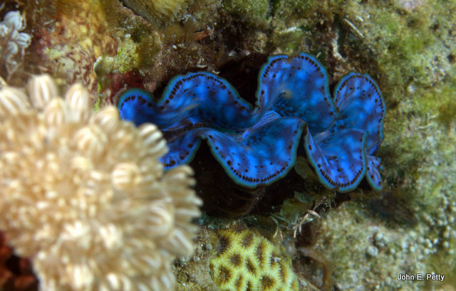 Clam IMG_2908.jpg