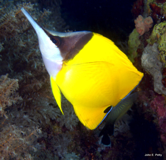 Long Nosed Butterflyfish IMG_2867.jpg