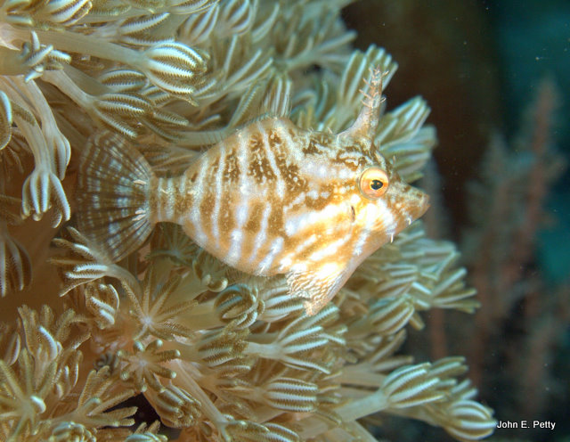  Radial Filefish IMG_2863.jpg