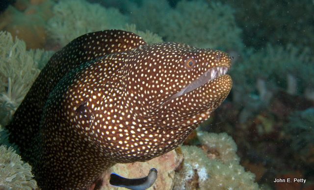 White Mouth Morey Eel IMG_2786.jpg