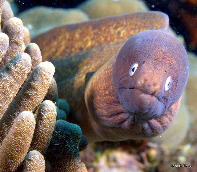 White-eyed Moray 100420_0446.jpg