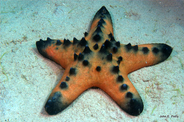 Chocolate Chip Starfish 100421_0019.jpg