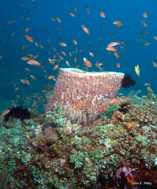 Coral with numerous Jewel Fairy Basslets 100426_9043.jpg