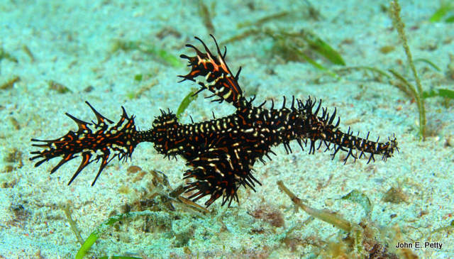 Ornate Ghost Pipefish 100421_0009.jpg