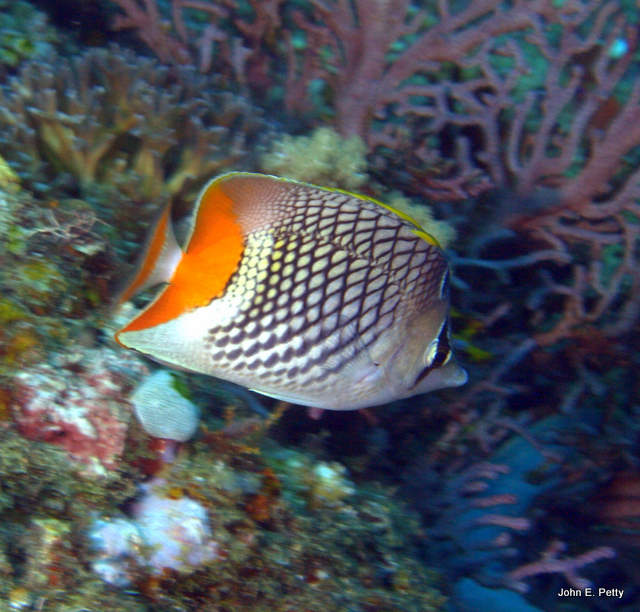 Pearlscale Butterflyfish 100427_1037.jpg