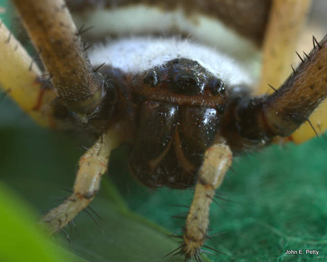 Garden Spider   1888.jpg