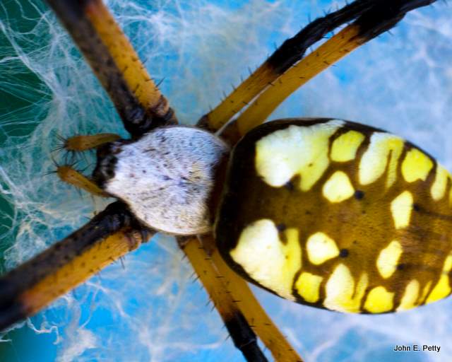 Garden Spider  100821_1863.jpg