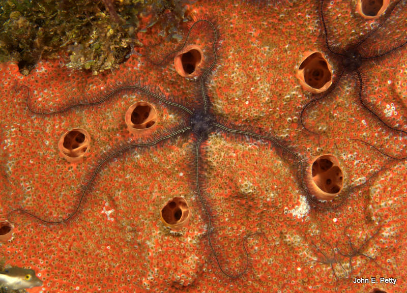 Sponge Brittle Star IMG_4800.jpg