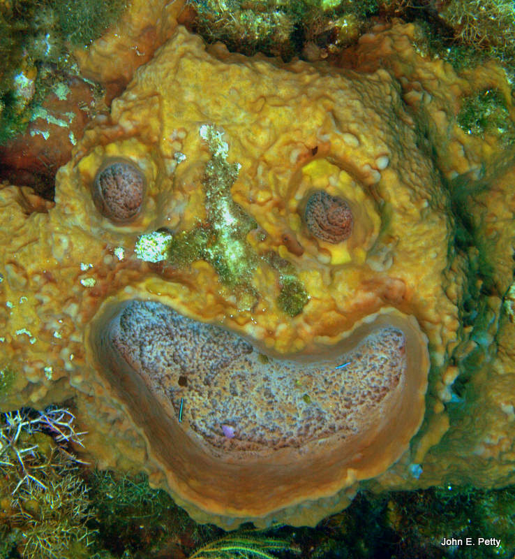 Sponge Bob IMG_4895.jpg