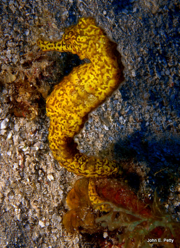 Longsnout Seahorse IMG_4864-1.jpg