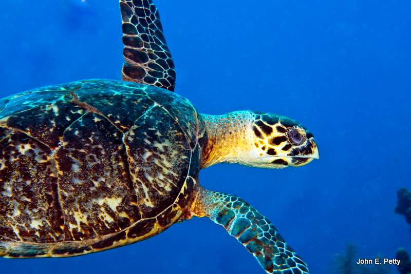 Hawkbill Turtle IMG_4951.jpg