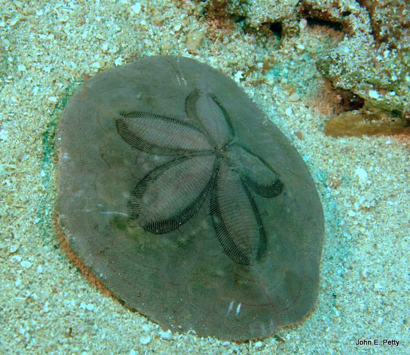 Sand Dollar IMG_4973.CR2.jpg