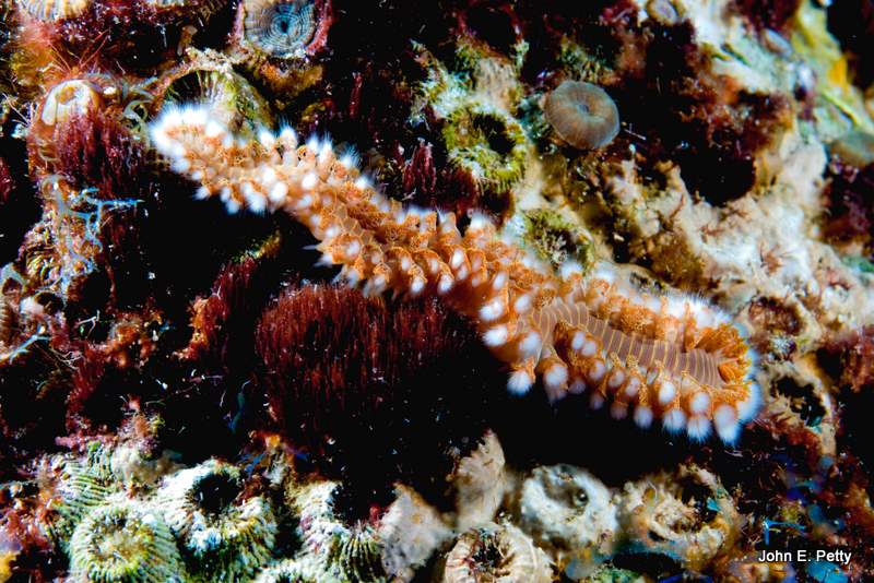 Bearded Fireworm IMG_4900.jpg