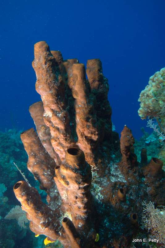 Stove Pipe Sponge IMG_5149.CR2.jpg