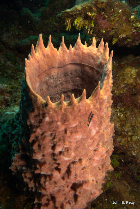 Barrel Sponge IMG_5136.jpg